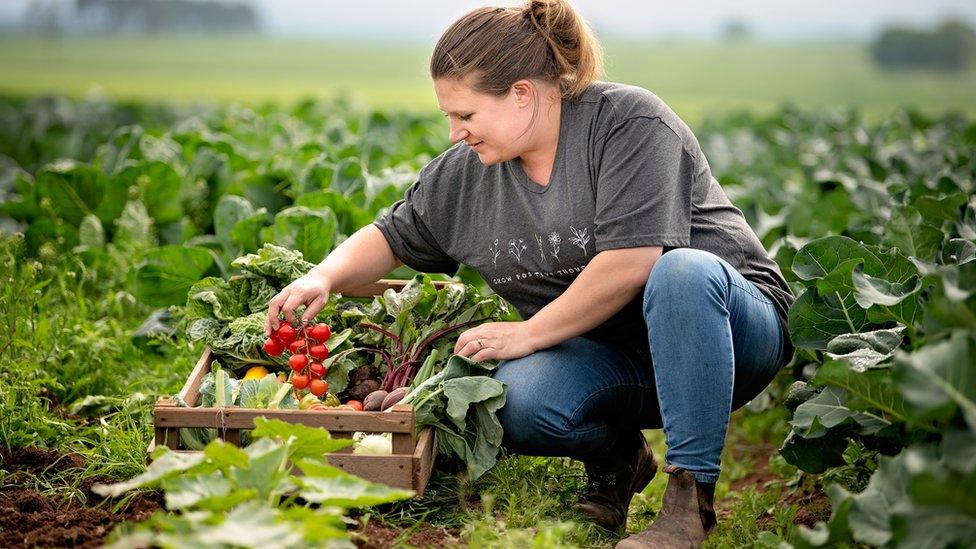 Veg picking