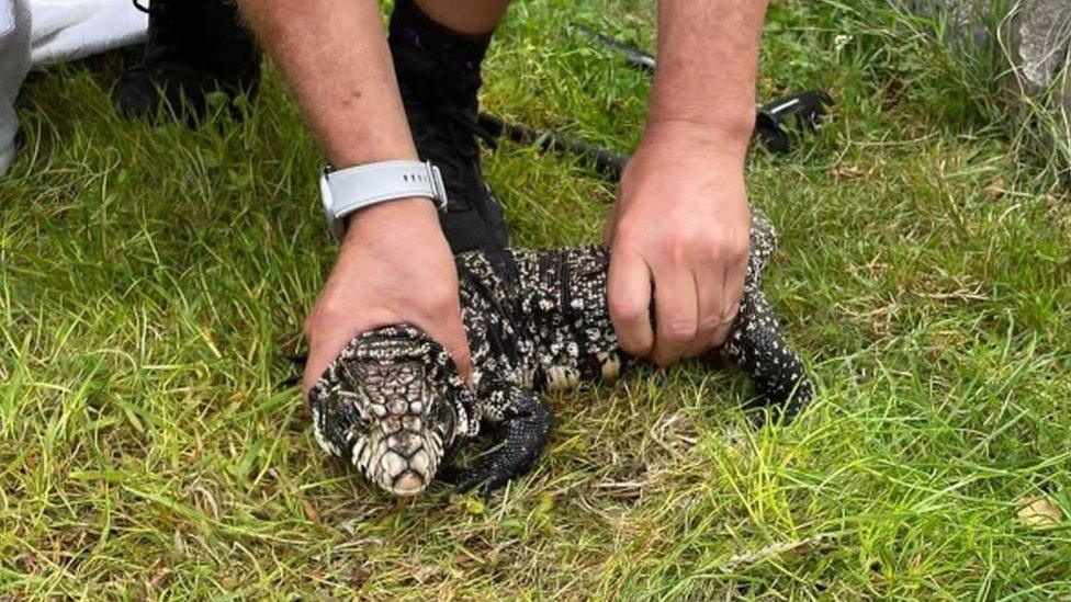 Lizard found in Guernsey