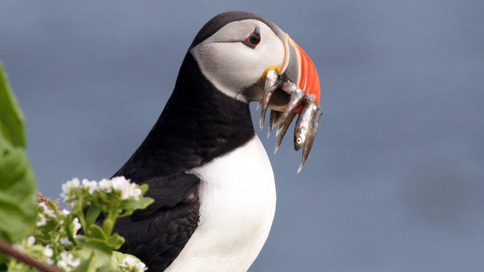 An Atlantic puffin with a beakful of food for its chick. Hornoya Island,