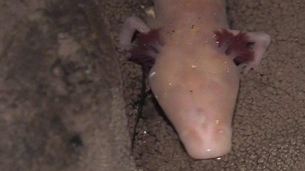 Cave salamander with no eyes