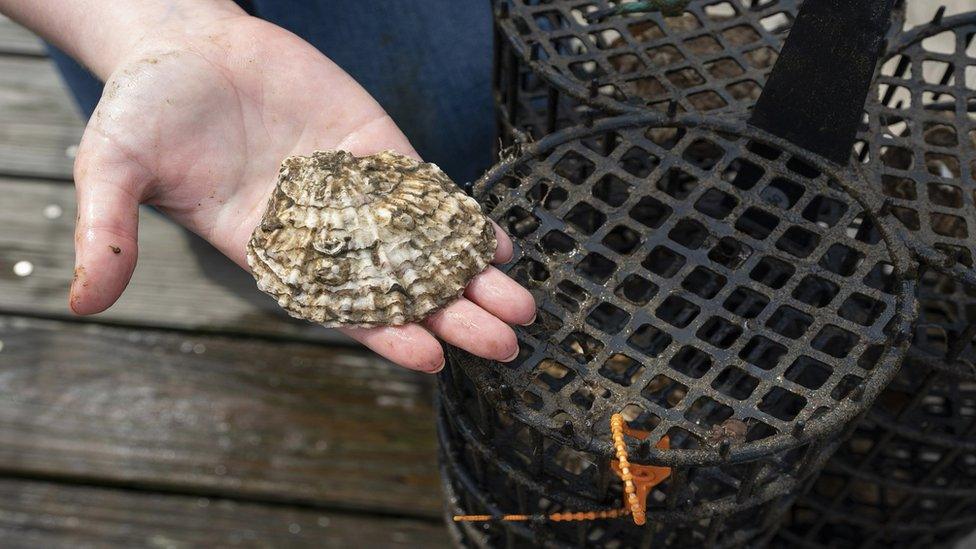 oyster prepped for the nursery