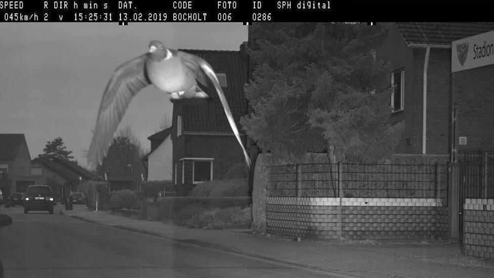 Pigeon caught on camera