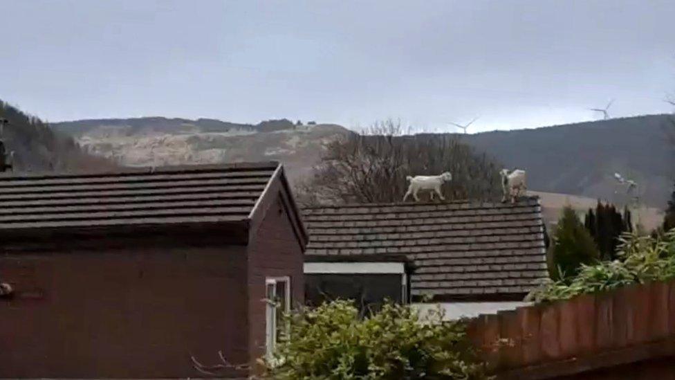 Two goats on a roof in Blaencwm, Rhondda