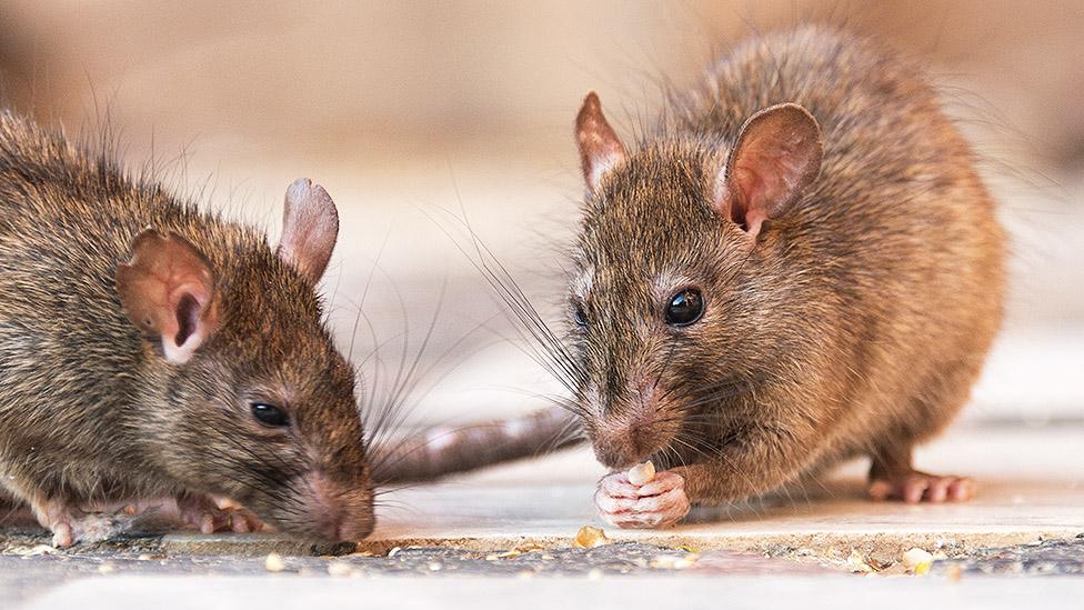 Rats scavenging for food