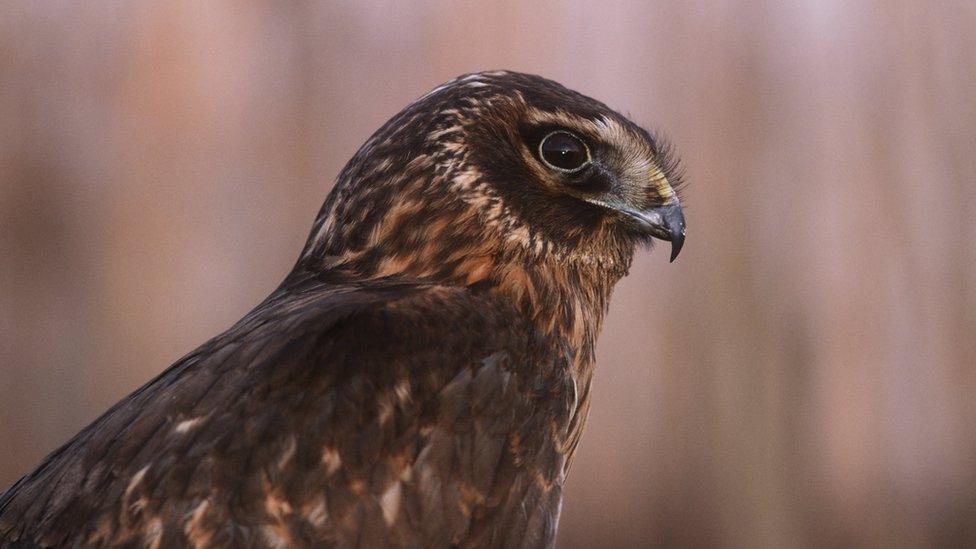 Hen harrier on grouse moor