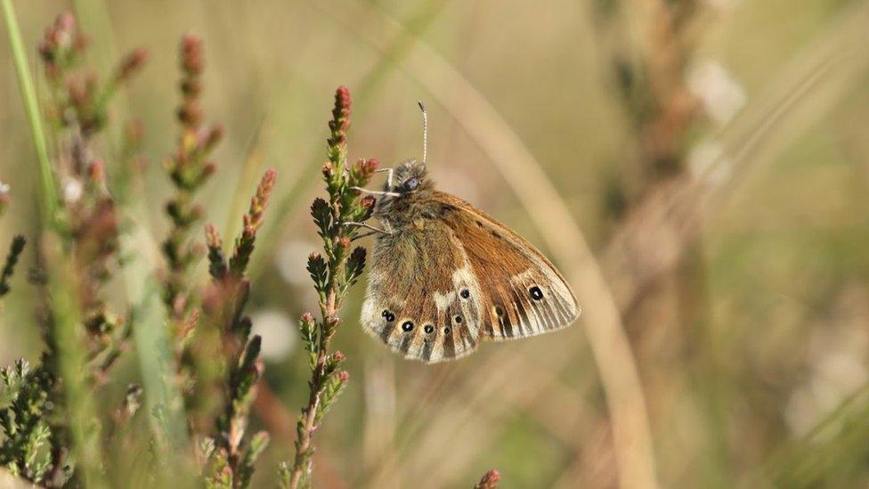 Large heath butterfly