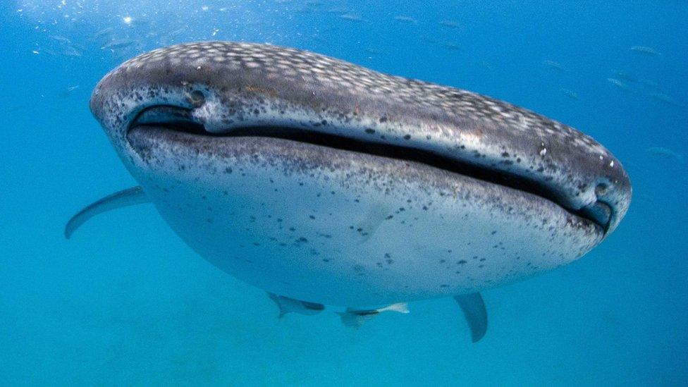 A whale shark swimming underwater