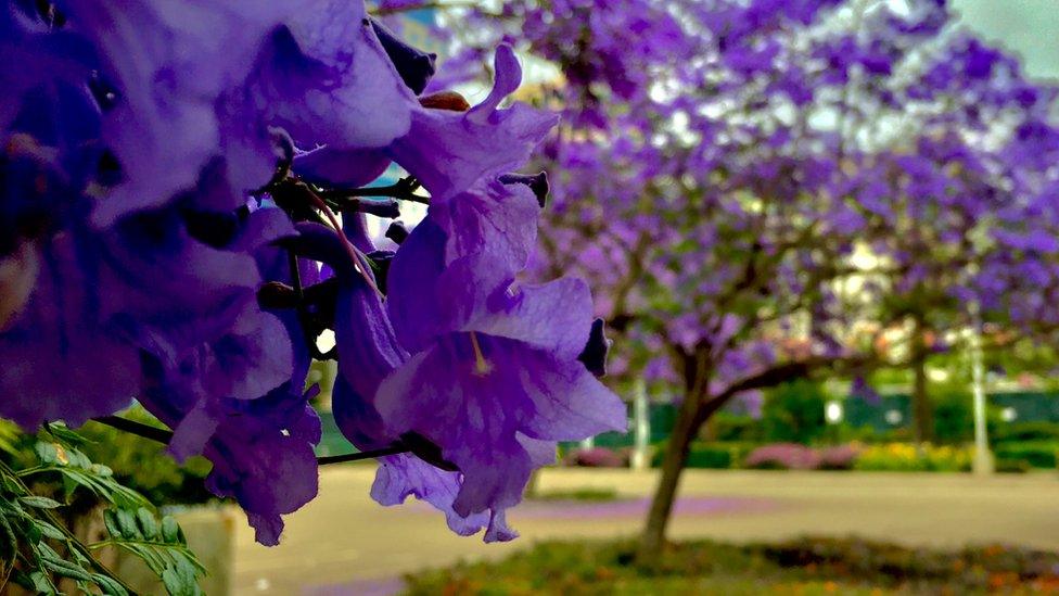 jacaranda tree, downtown - san diego, ca