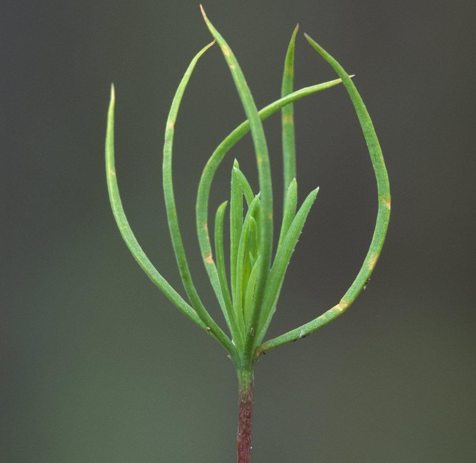 Scots pine seedling