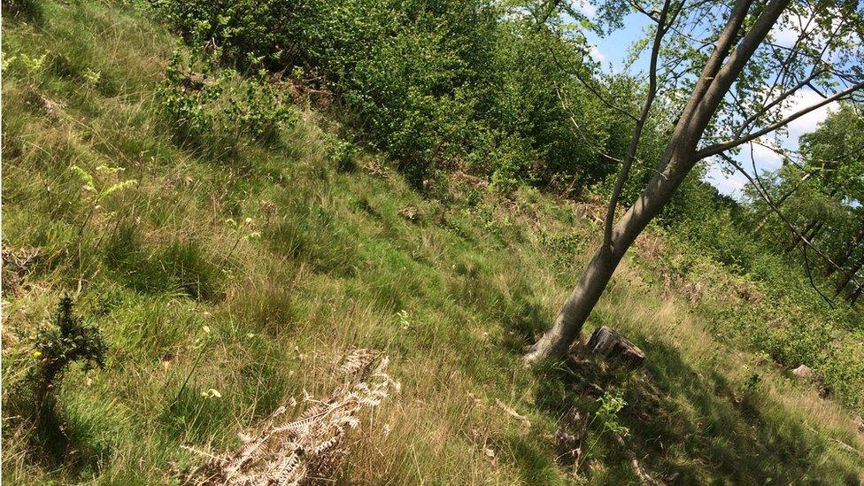 The habitat is acidic grassland, with fescues and wavy-hair grass