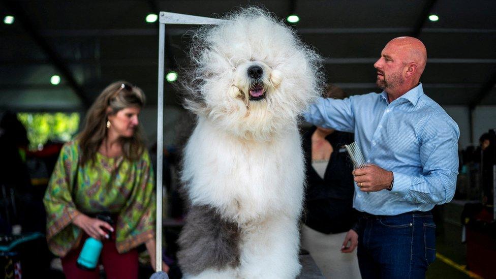 Sven, an old English sheepdog