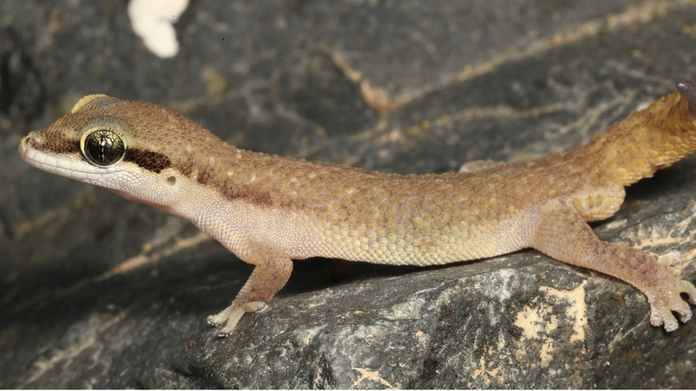 A beige gecko with a brown stripe on its head