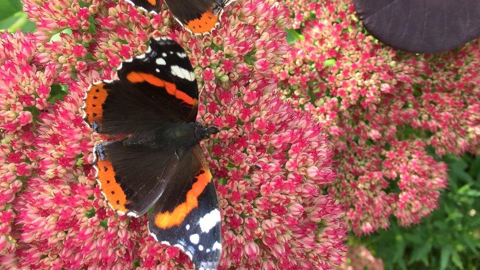 butterflies on flowers