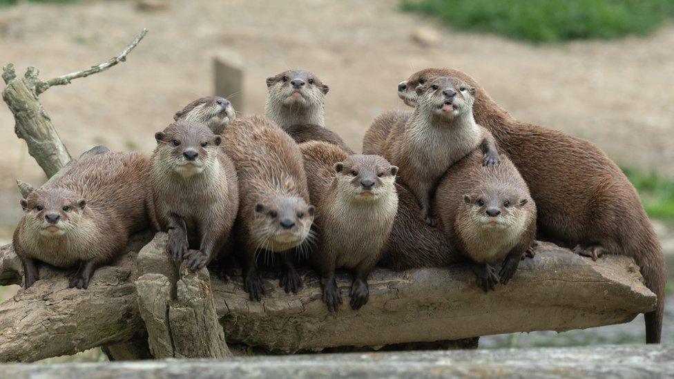 a-group-of-otters