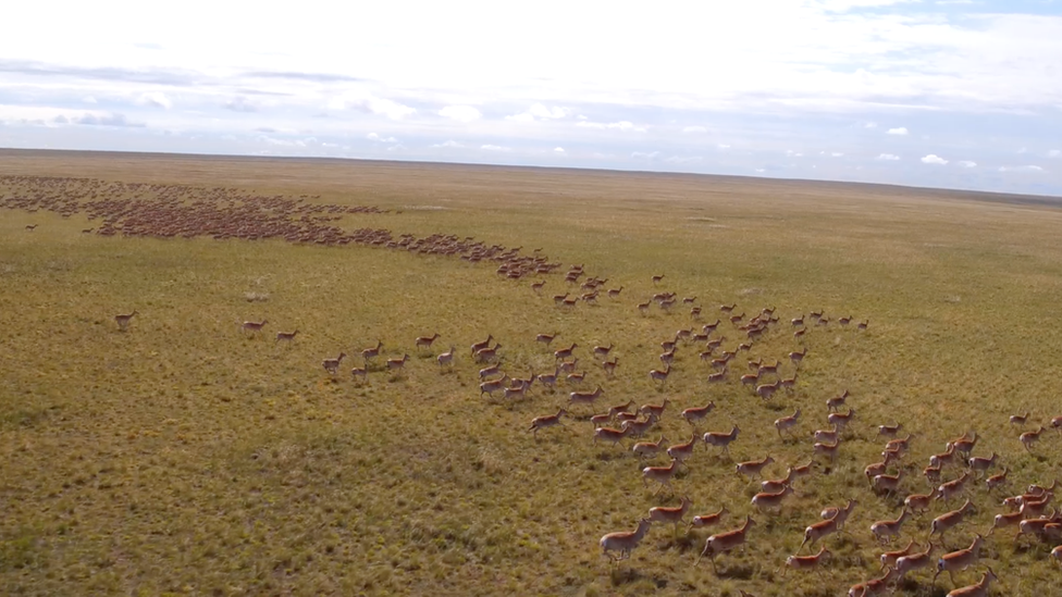 Mongolian Gazelles