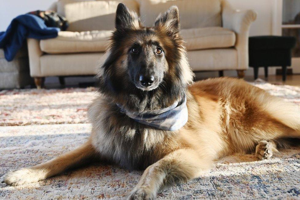 Belgian Tervuren called Toska