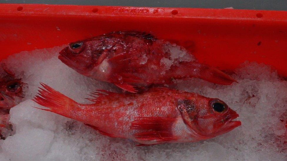 frozen fish