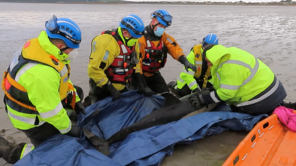 Marine medics attempt to rescue a stranded dolphin at Sand Bay in Somerset