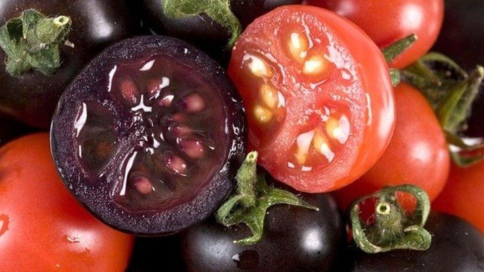 Red and purple tomatoes