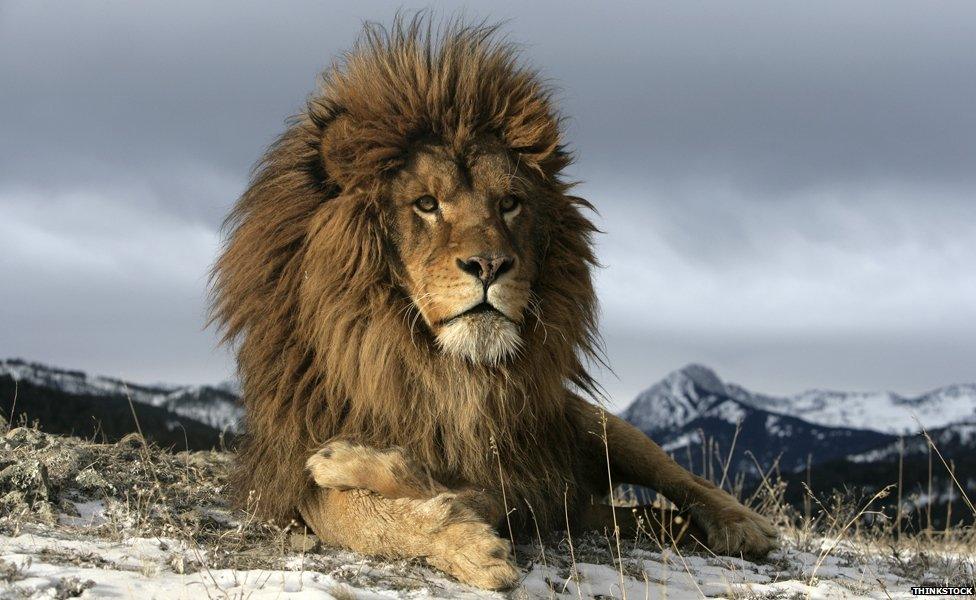 Lion