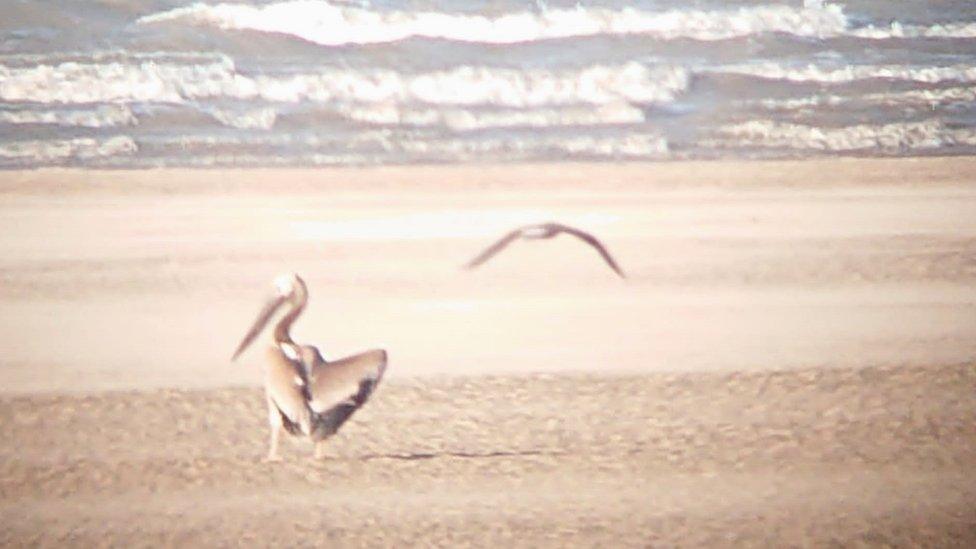 Missing pelican spotted on Fairhaven beach