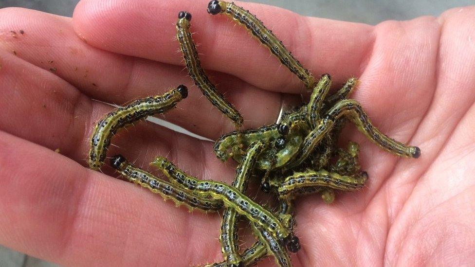 Box tree caterpillars