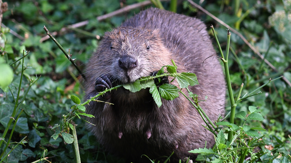 A beaver eating grass