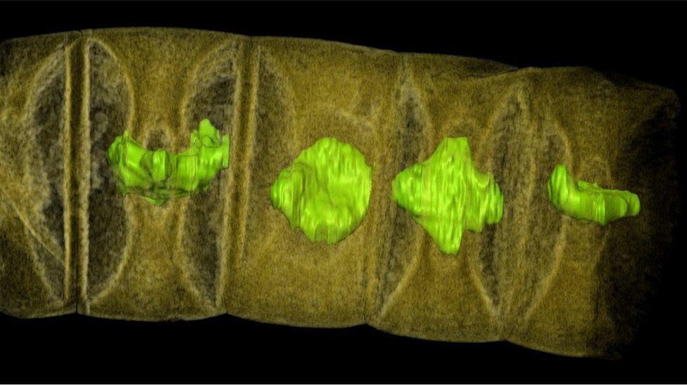 X-ray tomographic picture (false colours) of fossil thread-like red algae