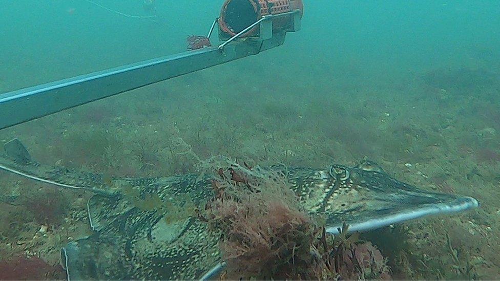 Ray swims under one of the scientists cameras.