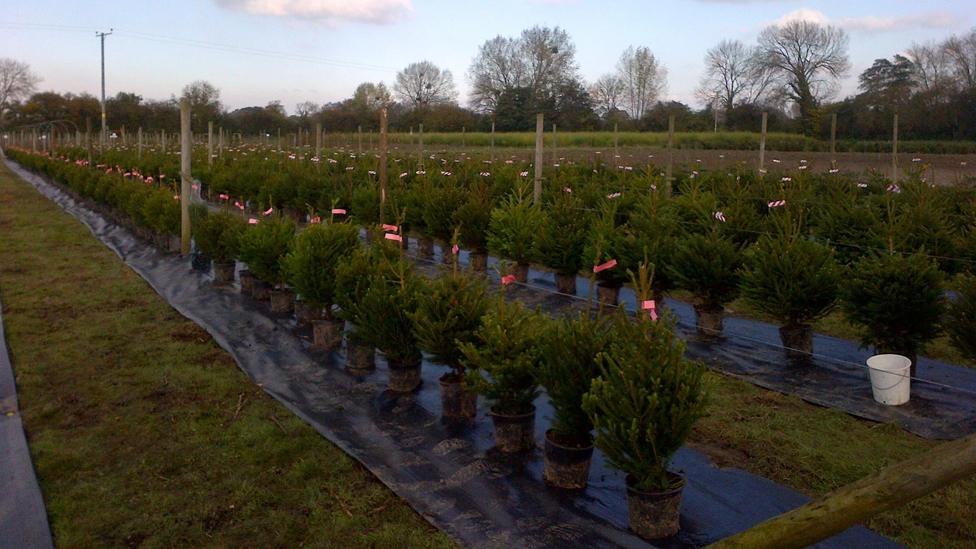 Trees grown for rental at Cotswold Fir