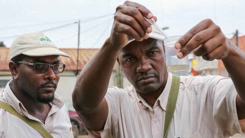 Mosquito larva being collected in Guyane