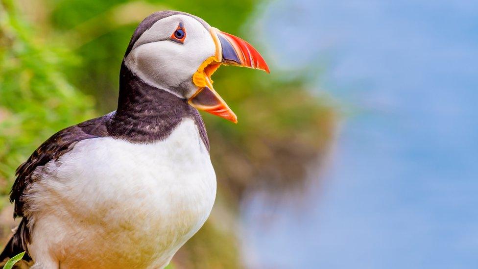 puffin