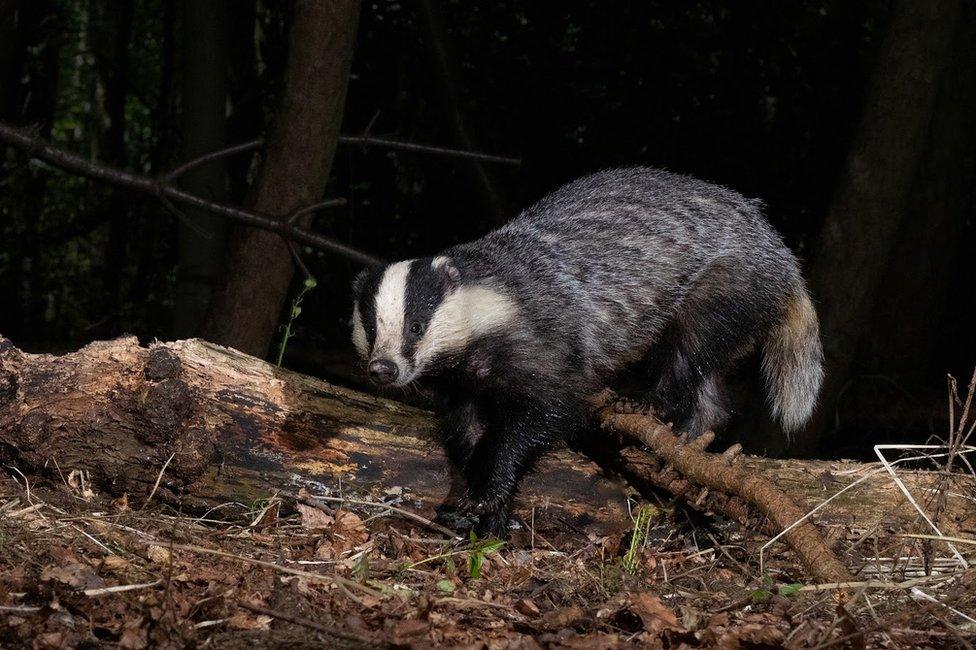 A badger in the woods in England