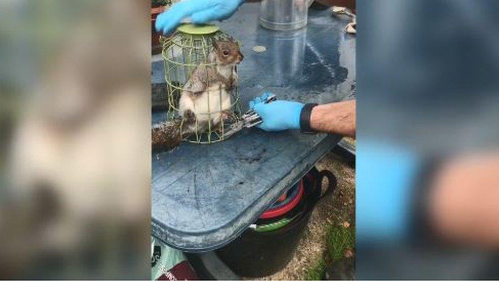 Squirrel-being-freed-from-bird-feeder