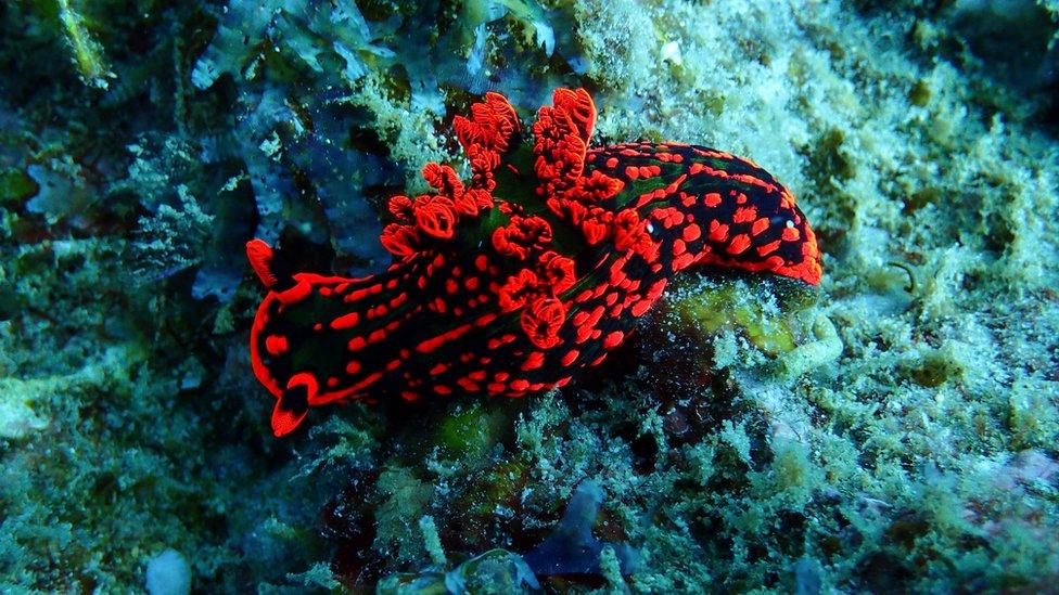 Sea slug.