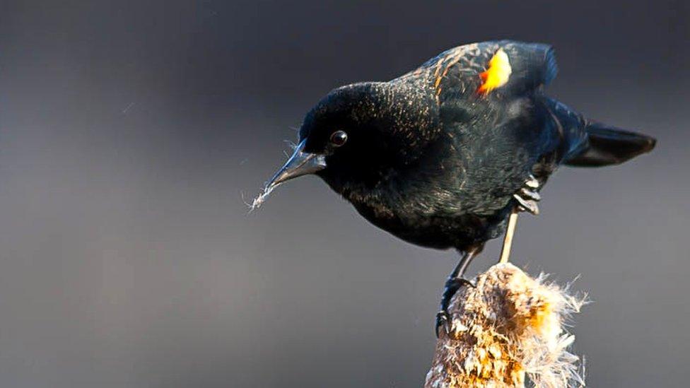 Red-winged blackbird