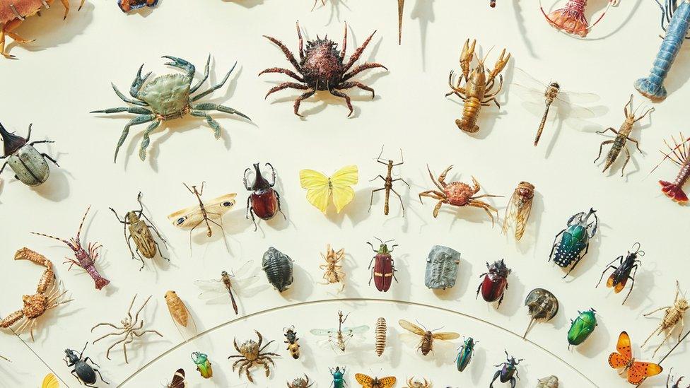 A display of various insects