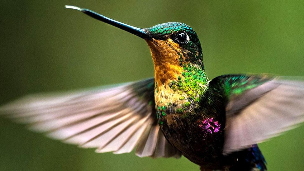 A Coleigena helianthea hummingbird in Bogota, Colombia