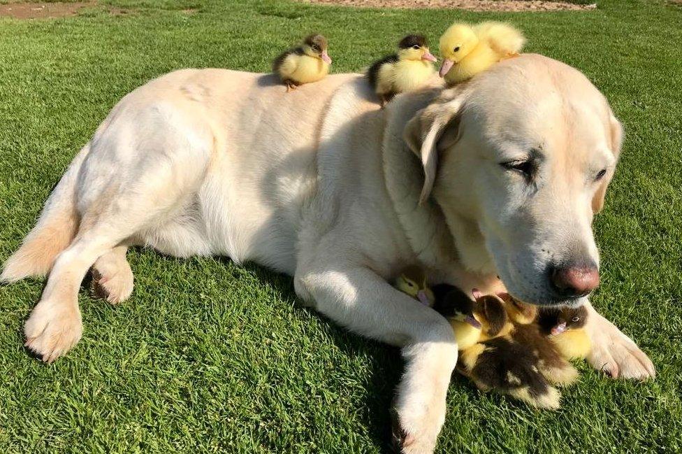 Fred the dog and ducklings