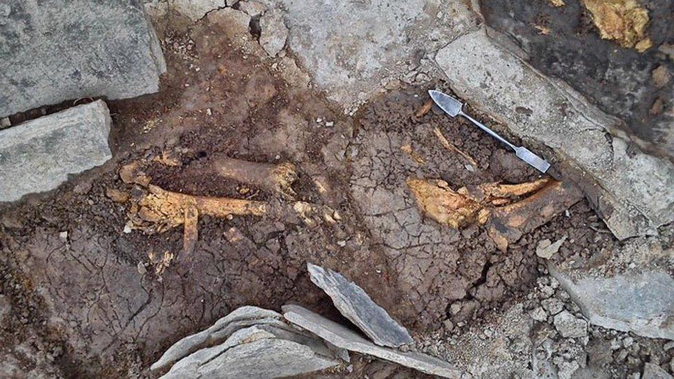 Animal bones at Ness Brodgar