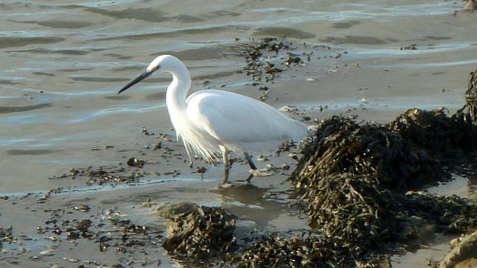 little egret in Langstone Harbour