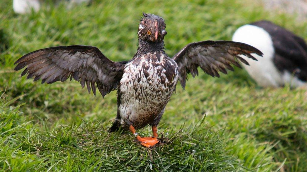 Muddy puffin