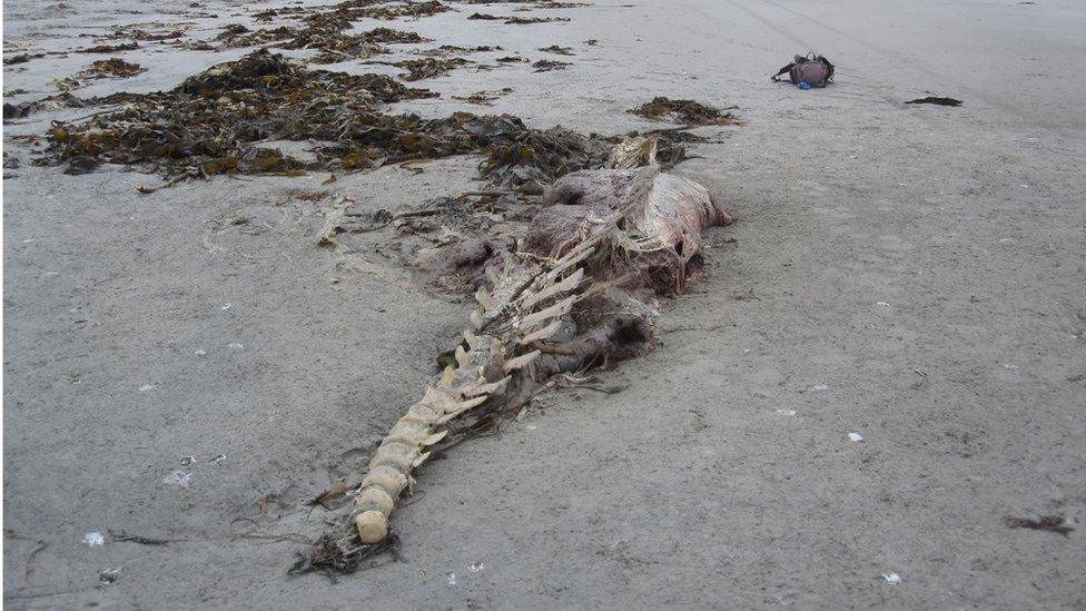 Scottish Marine Animal Stranding Scheme