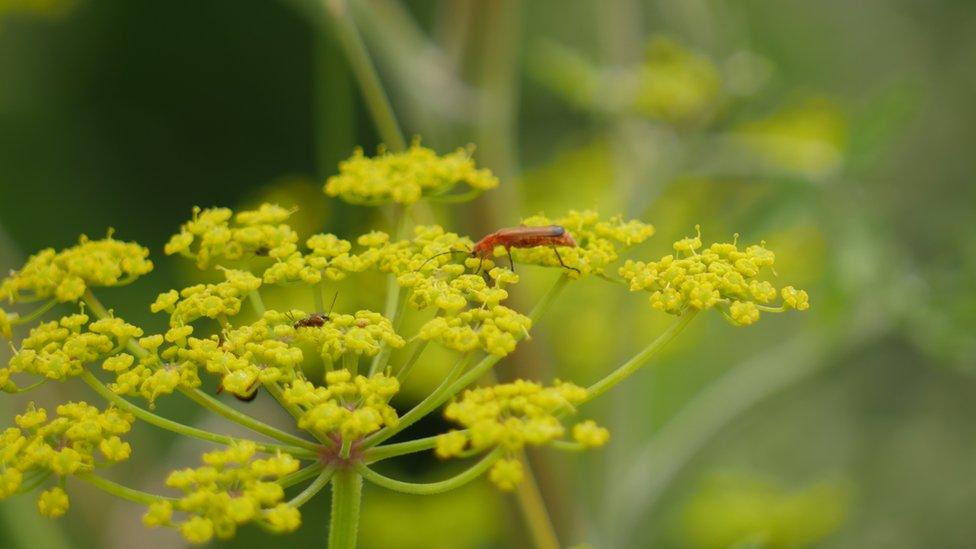 Yellow flower with an insect on it