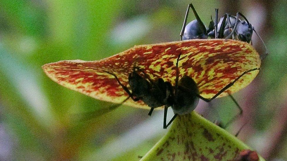 ant on a pitcher plant lid