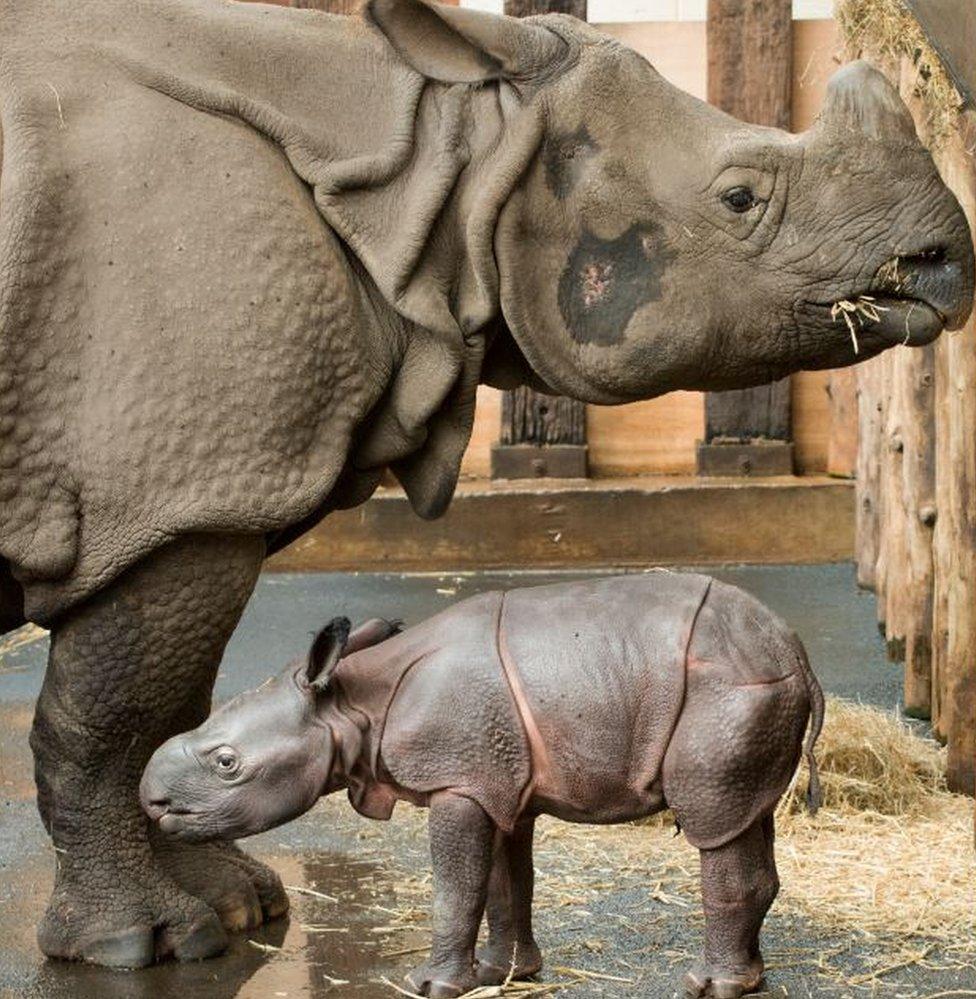 New-born Indian rhino calf and mother Seto