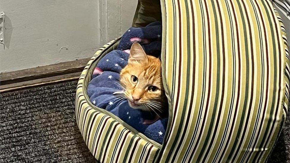 Ginger Tom, Peanut the cat, in his bed in the lobby of the George Hotel, Chatteris