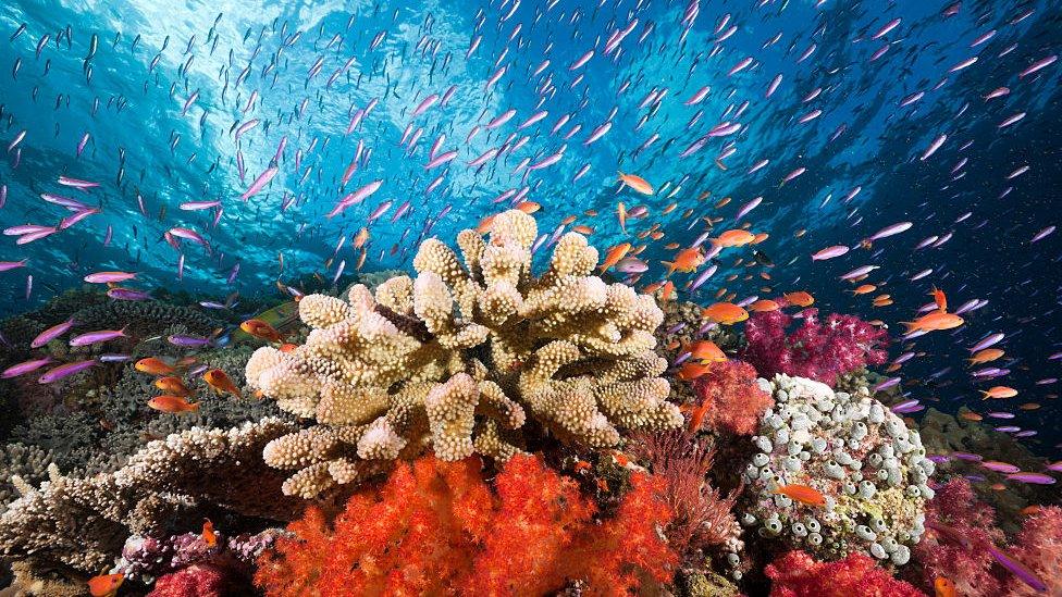 school-of-fish-swim-through-colourful-coral