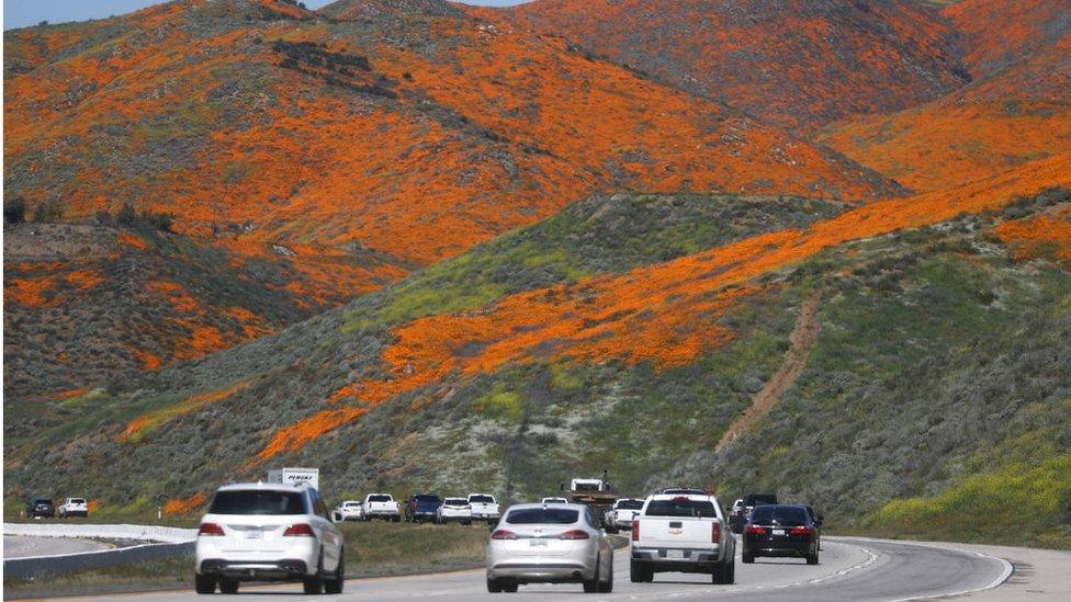 Cars travel on I-15 as a 'super bloom' of wild poppies blankets the hills of Walker Canyon