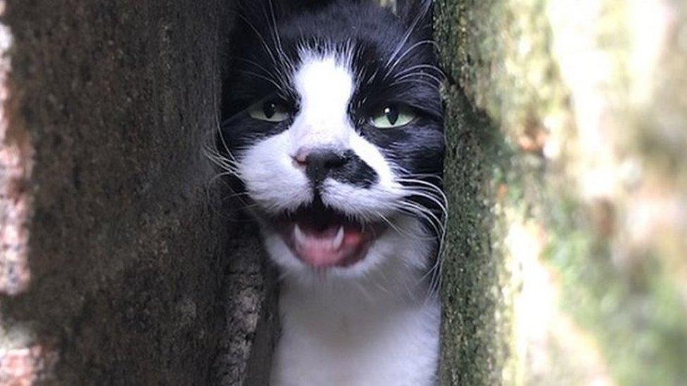 The cat was stuck between two brick walls